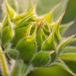 An image showcasing a rider confidently navigating through the scenic Michigan woodland on an ATV, while a UTV follows behind, emphasizing the diverse terrain and the freedom of off-road exploration