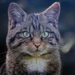 An image depicting a person wearing protective gear, operating an ATV spreader in a lush green field